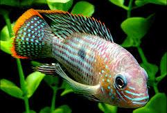Green Terror Cichlid