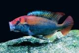 Ruby Green Dominant Male