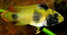 South American Dwarf Cichlid