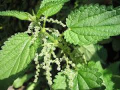 Home Remedies for Hair Growth – Faster Hair Growth for Men, Women & Black Women