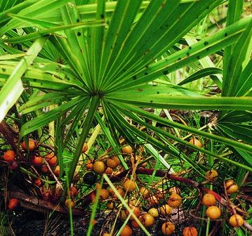 Saw palmetto