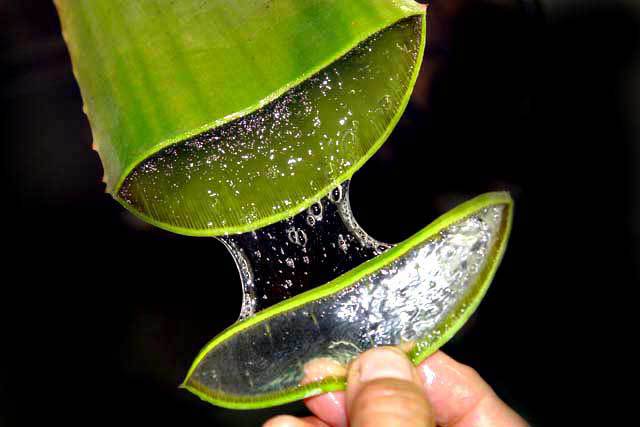 Aloe-Vera-gel-for-chigger-bites