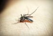 What Is Mosquito-Borne Diseases?