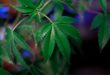 Terpenes: A Guide to the Natural Health Benefactor