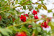 healthy roses